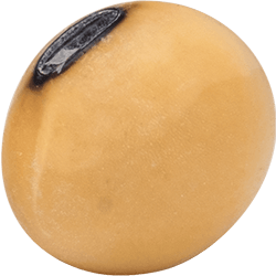 Soybean